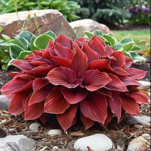 Хоста Рэд Эйнджл купить по цене от 549р. в интернет-магазине «Посадика» с доставкой почтой в в Сясьстройе и по всей России – [изображение №1].