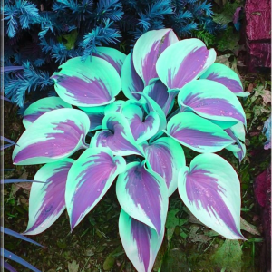 Хоста Висперин Бьюти купить по цене от 379р. в интернет-магазине «Посадика» с доставкой почтой в в Сясьстройе и по всей России – [изображение №1].