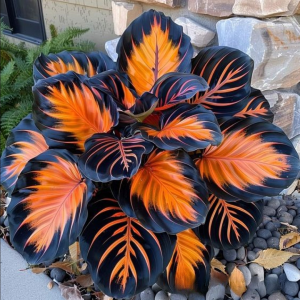 Хоста Сикрет Форест купить по цене от 601р. в интернет-магазине «Посадика» с доставкой почтой в в Сясьстройе и по всей России – [изображение №1].