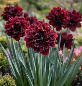 Нарцисс Малиновая Вуаль купить по цене от 3000р. в интернет-магазине «Посадика» с доставкой почтой в в Сясьстройе и по всей России – [изображение №1].