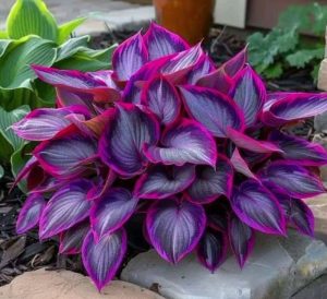 Хоста Сикрет Гарденс купить по цене от 549р. в интернет-магазине «Посадика» с доставкой почтой в в Сясьстройе и по всей России – [изображение №1].