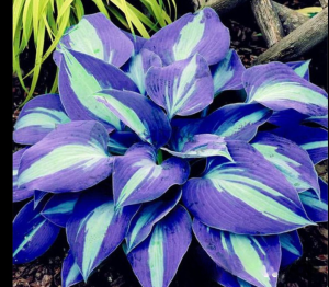 Хоста Аурелия купить по цене от 450р. в интернет-магазине «Посадика» с доставкой почтой в в Сясьстройе и по всей России – [изображение №1].