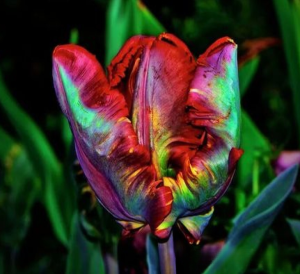 Тюльпан Эирпрайз купить по цене от 270р. в интернет-магазине «Посадика» с доставкой почтой в в Сясьстройе и по всей России – [изображение №1].