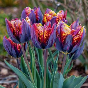 Тюльпан Опал Дрим купить по цене от 207р. в интернет-магазине «Посадика» с доставкой почтой в в Сясьстройе и по всей России – [изображение №1].