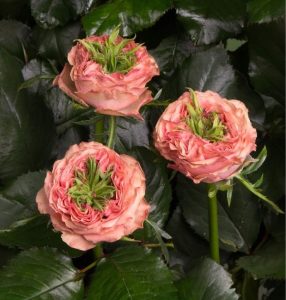 Роза Амбер Инчант купить по цене от 495р. в интернет-магазине «Посадика» с доставкой почтой в в Сясьстройе и по всей России – [изображение №1].