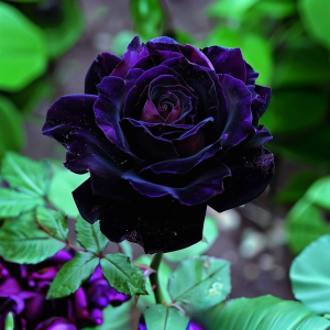 Роза Блэк Пантер купить по цене от 319р. в интернет-магазине «Посадика» с доставкой почтой в в Сясьстройе и по всей России – [изображение №1].