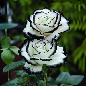 Роза Силк Ивин купить по цене от 319р. в интернет-магазине «Посадика» с доставкой почтой в в Сясьстройе и по всей России – [изображение №1].