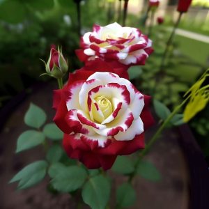 Роза Роял Глом купить по цене от 401р. в интернет-магазине «Посадика» с доставкой почтой в в Сясьстройе и по всей России – [изображение №1].