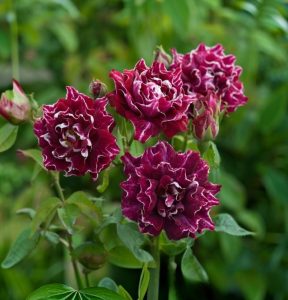 Роза Опаловый Пейзаж купить по цене от 490р. в интернет-магазине «Посадика» с доставкой почтой в в Сясьстройе и по всей России – [изображение №1].