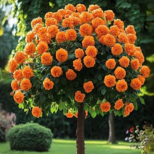 Роза Солнечный Шарм купить по цене от 349р. в интернет-магазине «Посадика» с доставкой почтой в в Сясьстройе и по всей России – [изображение №1].