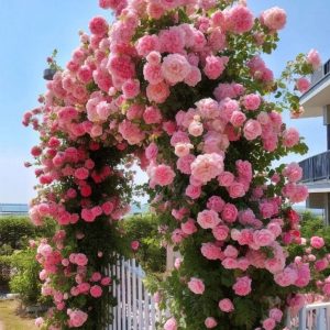 Роза Пастель Розе купить по цене от 605р. в интернет-магазине «Посадика» с доставкой почтой в в Сясьстройе и по всей России – [изображение №1].