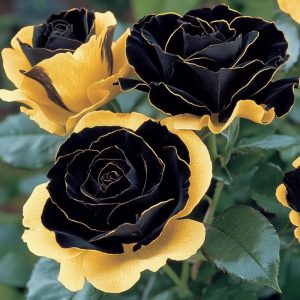 Роза Ханни Сикл купить по цене от 700р. в интернет-магазине «Посадика» с доставкой почтой в в Сясьстройе и по всей России – [изображение №1].