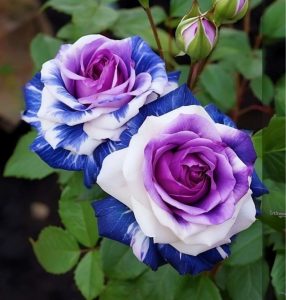 Роза Айвори Каскад купить по цене от 420р. в интернет-магазине «Посадика» с доставкой почтой в в Сясьстройе и по всей России – [изображение №1].