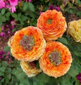 Роза Золотой Мираж купить по цене от 420р. в интернет-магазине «Посадика» с доставкой почтой в в Сясьстройе и по всей России – [изображение №1].