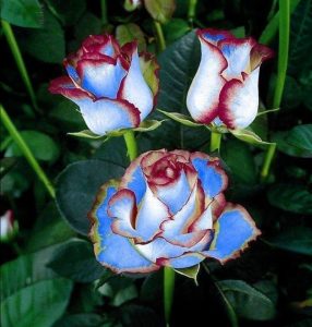 Роза Сафайер Пэтл купить по цене от 450р. в интернет-магазине «Посадика» с доставкой почтой в в Сясьстройе и по всей России – [изображение №1].