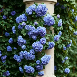 Роза плетистая Блю Перпл купить по цене от 540р. в интернет-магазине «Посадика» с доставкой почтой в в Сясьстройе и по всей России – [изображение №1].